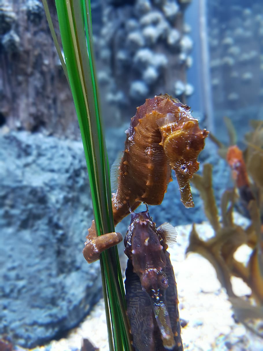 seahorse, aquarium, underwater, marine, close-up, focus on foreground, plant, day, nature, outdoors