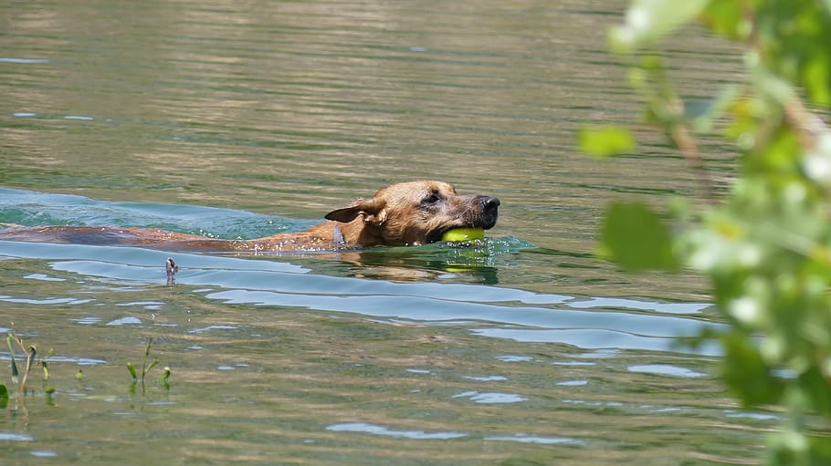 dog swimming, dog, water, swimming, tennis ball, fetch, lake, one animal, animal themes, animal