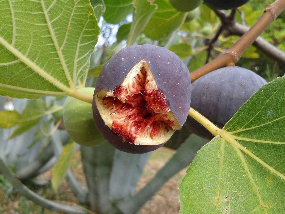 Fruit, Fig Tree, fig, real coward, fruits, ripe, open, delicious, frisch, fig fruit