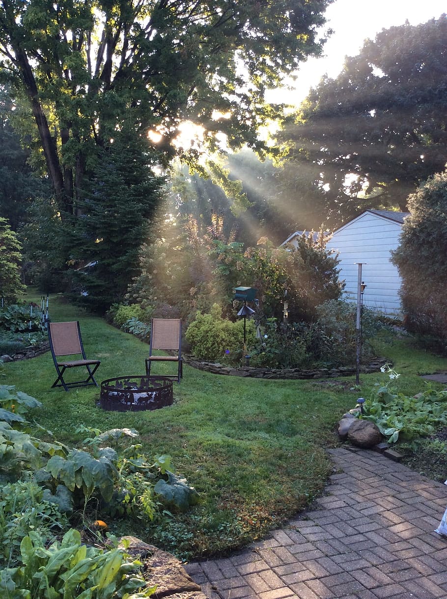 Morning Light, Garden, Sunlight, landscape, summer, nature, outdoor, patio, backyard, tree