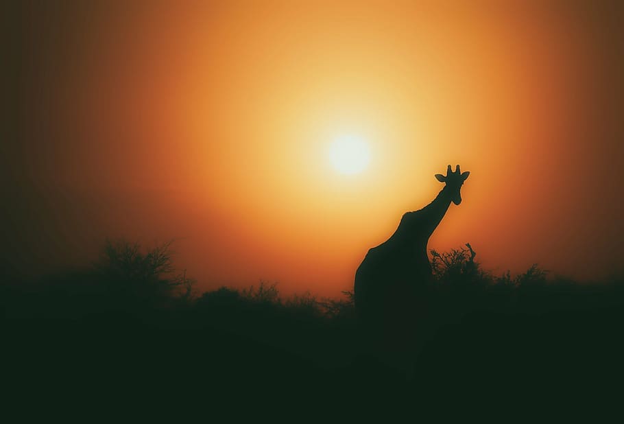 silhouette of giraffe, giraffe, animal, wildlife, silhouette, landscape, sky, sun, sunset, dusk