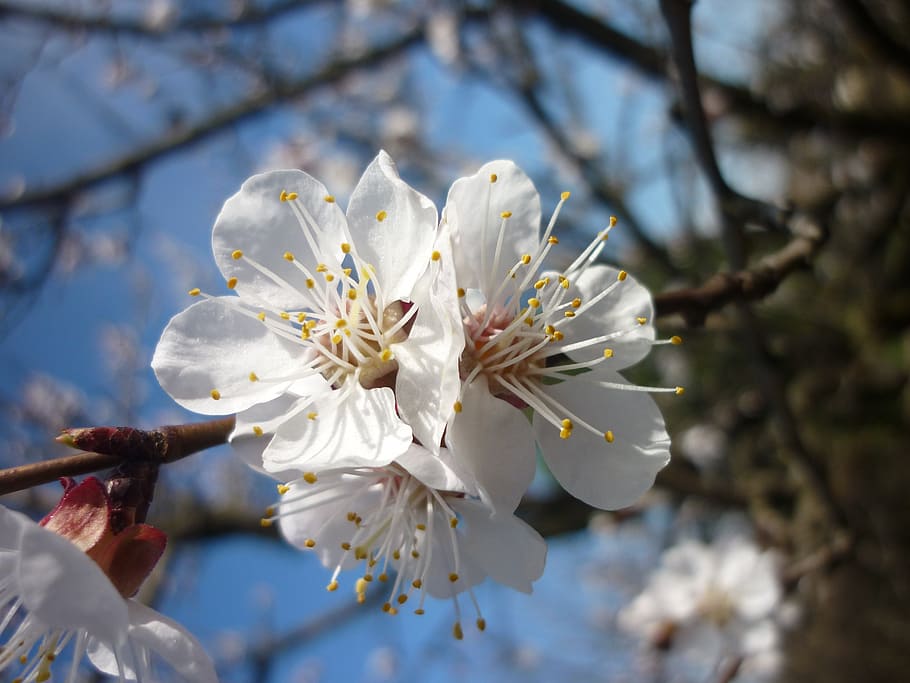 flor de durazno, melocotón, logany amigos, primavera, flor, jardín,  naturaleza, blanco, árbol, rama | Pxfuel