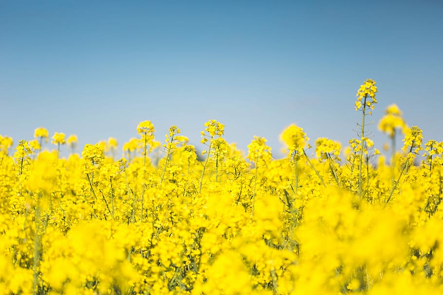 canola rapeseed field, Blooming, Canola, Rapeseed, Field, blooms, cloudless, farming, fields, flowers