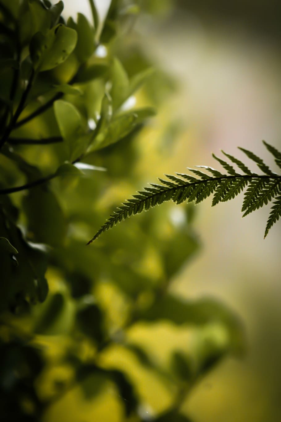 shallow, focus, green, leaf, arty, background, blurred background, curve, delicate, fern