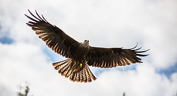 Fotos Águila Roja libres de regalías | Pxfuel