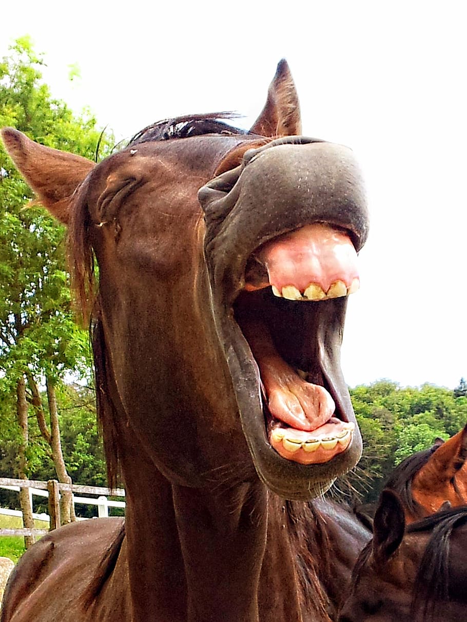 写真, 茶色, 口を開けている馬, 馬, 種牡馬, 動物, 笑い, あくび, 滑稽, 歯