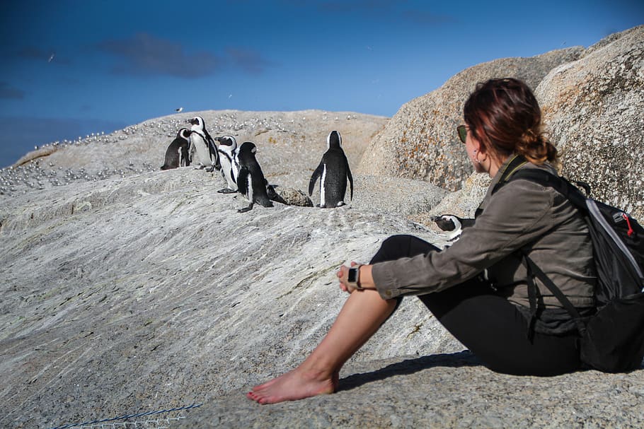 pingüinos, sudáfrica, ciudad del cabo, viajes naturaleza, áfrica, océano, playa, turismo, aventura, escénico