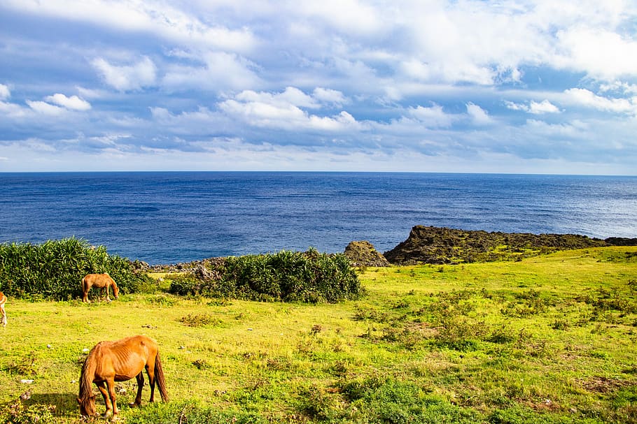 brown, horses, field, sea, horse, meadow, sky, japan, natural, okinawa