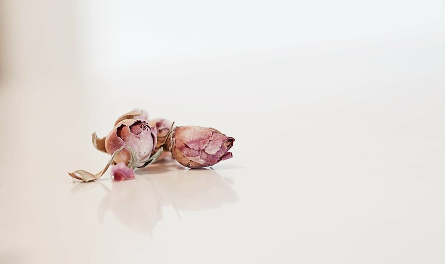 gray rose, rose, pedal, pink, flower, love, valentines, plant, rose tea, copy space