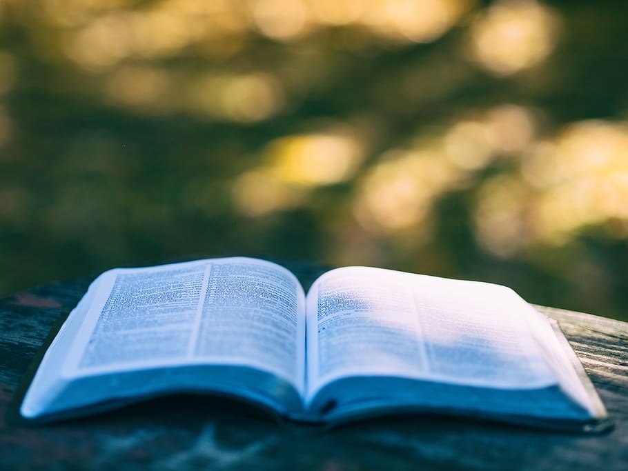 bible, book, reading, table, bokeh, publication, open, education, page, religion