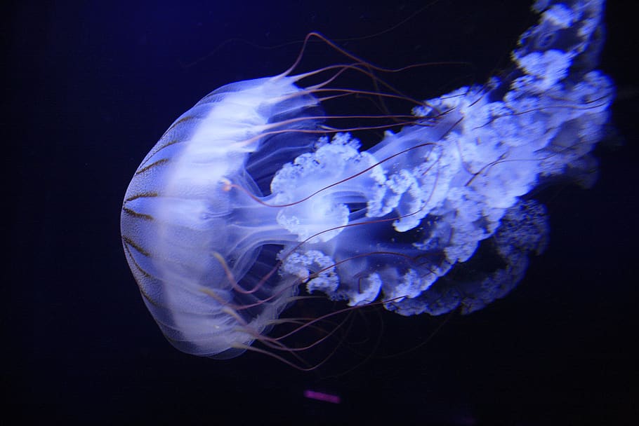 jelly fish, aquarium, nature, water, blue, strong, translucent, pretty, underwater, jellyfish