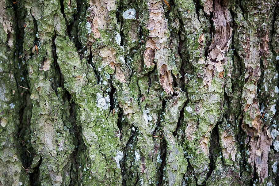 bark tree forest, Closeup, Bark, Tree, Forest, nature, tree Trunk, backgrounds, pattern, woodland