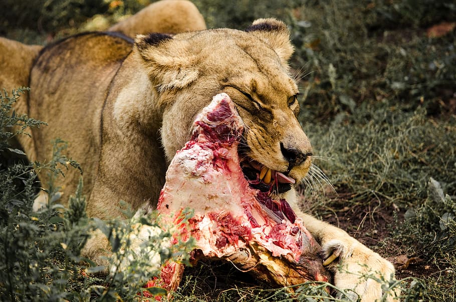 lion eatting meat, nature, mammal, animal world, animal, lion, lion females, big cat, predator, wild animal