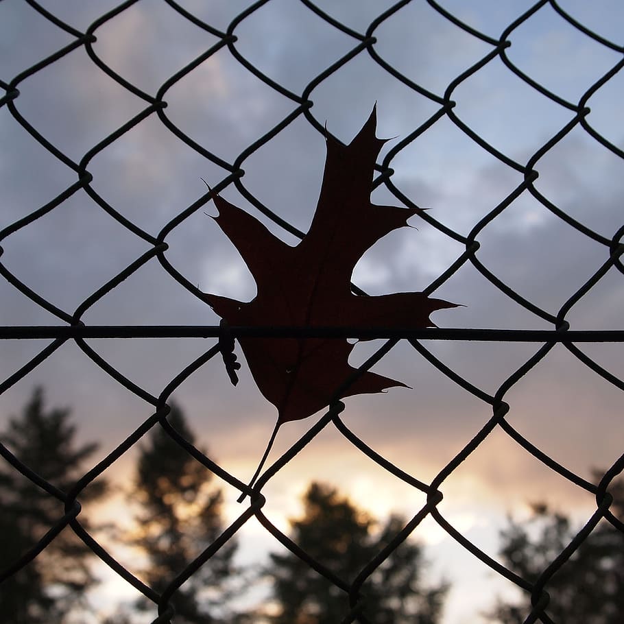 Wind, Fence, Leaves, Evening, Threat, wind, fence, clouds, silhouette, chainlink fence, protection