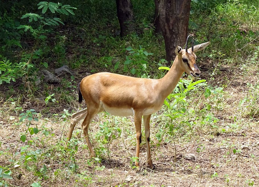chinkara, gazella bennettii, indian gazelle, ravine deer, gujarat chinkara, g, b, christii, animal, wildlife