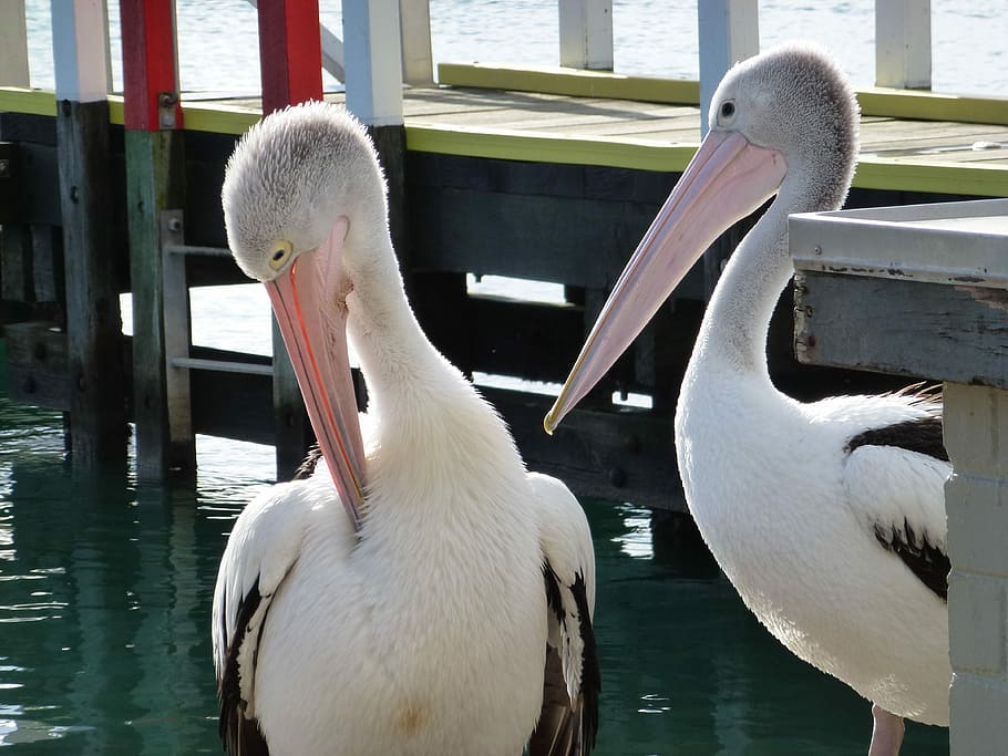 Pelicans, Pier, White-Bird, Beak, birds, jetty, bill, australia, bird, animals in the wild