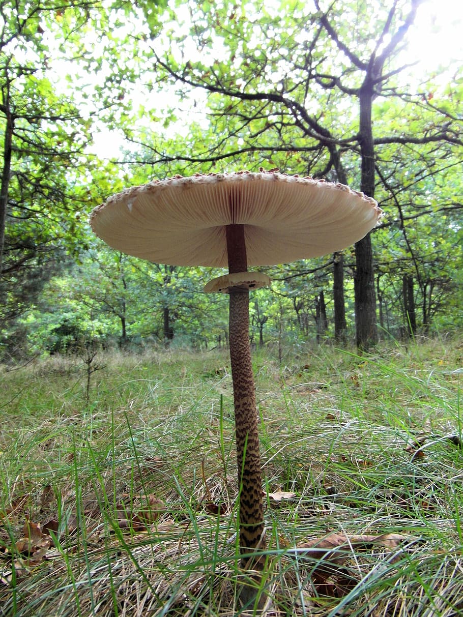 branco, cogumelo, frente, árvores, durante o dia, ], fungo de tela gigante, boletes, marretas de tambor, floresta