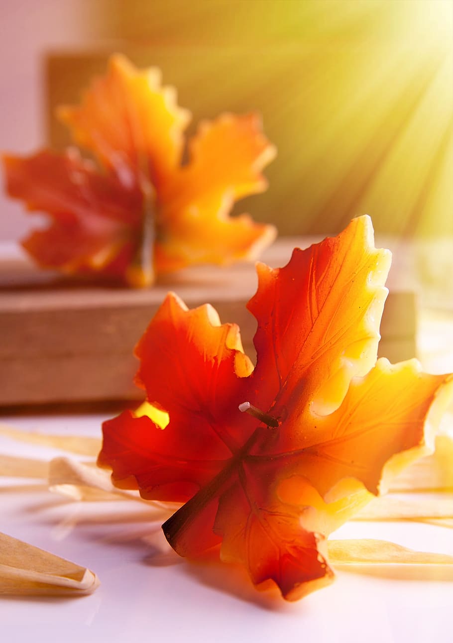 close-up photography, red, maple leaf, autumn, autumn leaf, candle, windlight, wick, mood, fall color