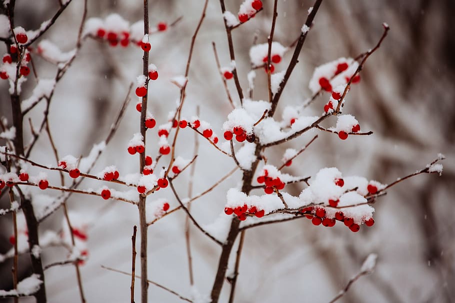 red, faux, berries, snow, selective, focus photography, winter, covered, cold, frozen
