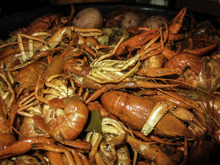 makan malam crawfish, baru, orleans, Merah, Crawfish, Makan malam, New Orleans, Louisiana, makanan, foto