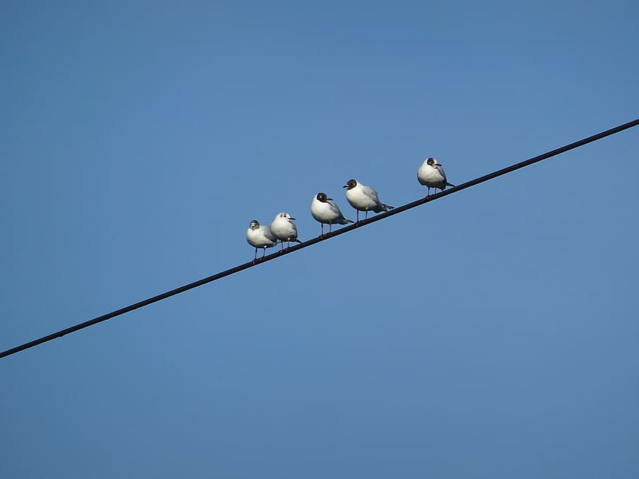 birds, power line, gull, sky, blue, weather, clear, animal, sit, nature
