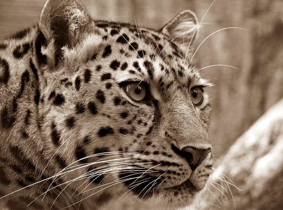 shallow, focus photography, cheetah, amur, leopard, sepia, close, cat's eyes, wild animal, cat