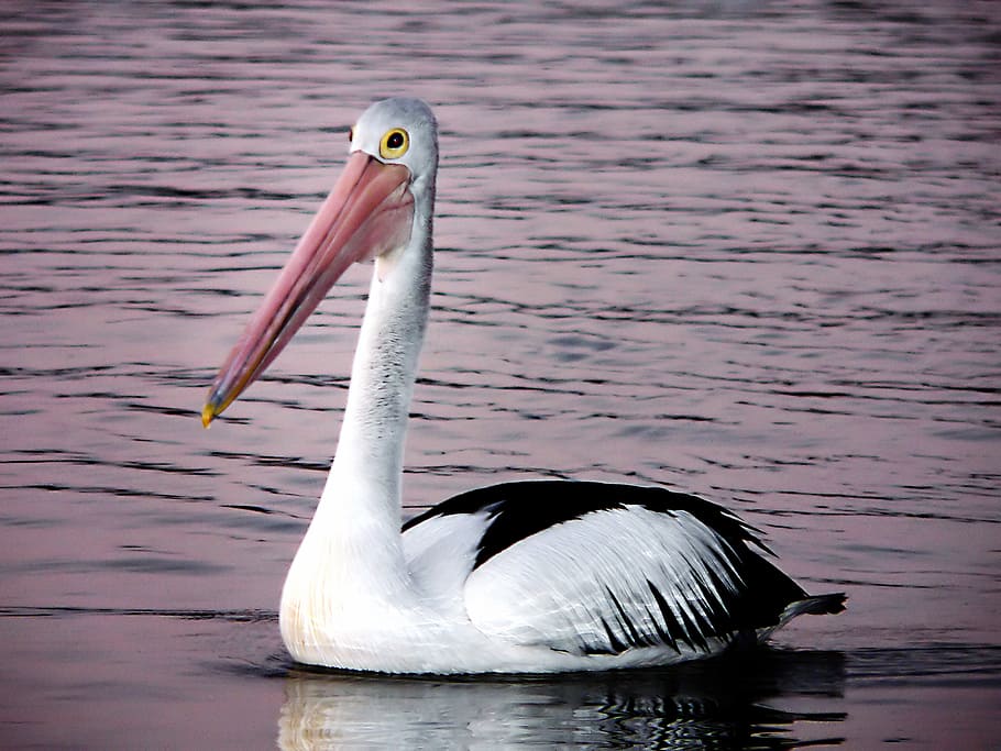 Pelican, Pelecanus conspicillatus, pelikan di laut, hewan di alam liar, tema hewan, satwa liar, burung, air, hewan, danau