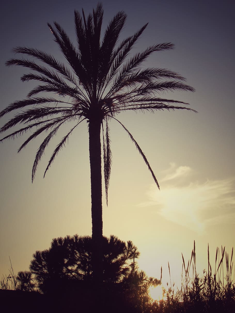 Palm Tree, Sunset, Nature, sky, silhouette, tree, back Lit, landscape, outdoors, summer
