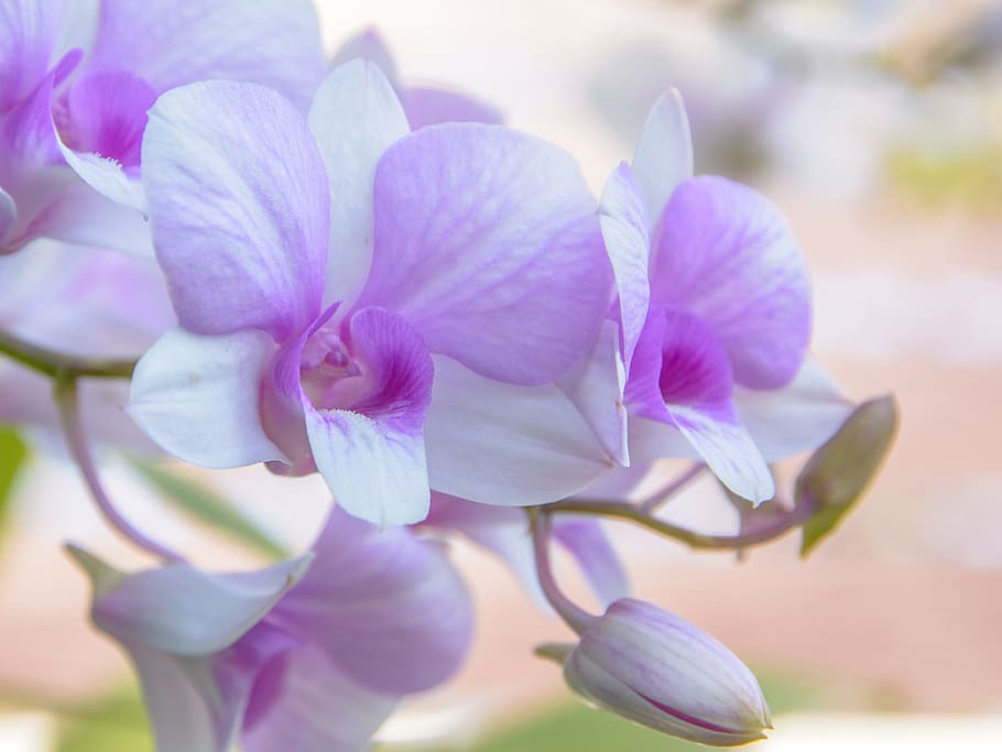 foto de foco, roxo, orquídeas, orquídea traça, orquídea, flor, fundo, branco, closeup, bonito