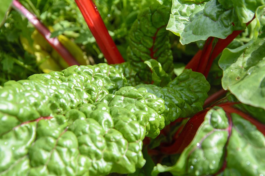 chard, garden, vegetables, healthy, food, vitamins, bio, leaves, vegetable plant, eat