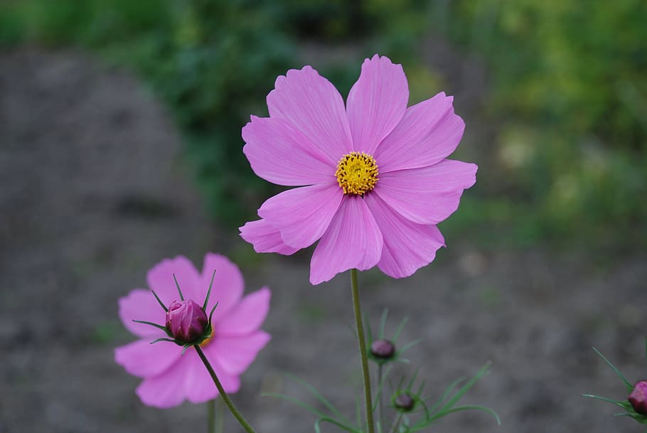 2 ティルトシフトレンズ写真 コスモス 花 ピンク 植物 ブルーム 花弁 ピンク色 花の頭 Pxfuel