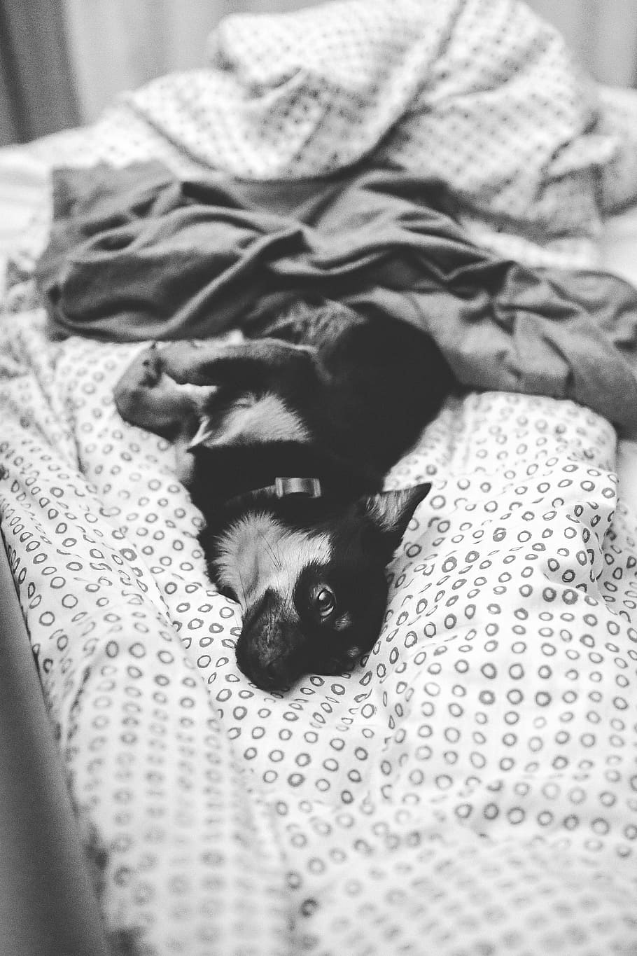 横になっている, ベッド, 犬, ペット, 動物, かわいい, 子犬, blackandwhite, 寝ている, 横たわっている