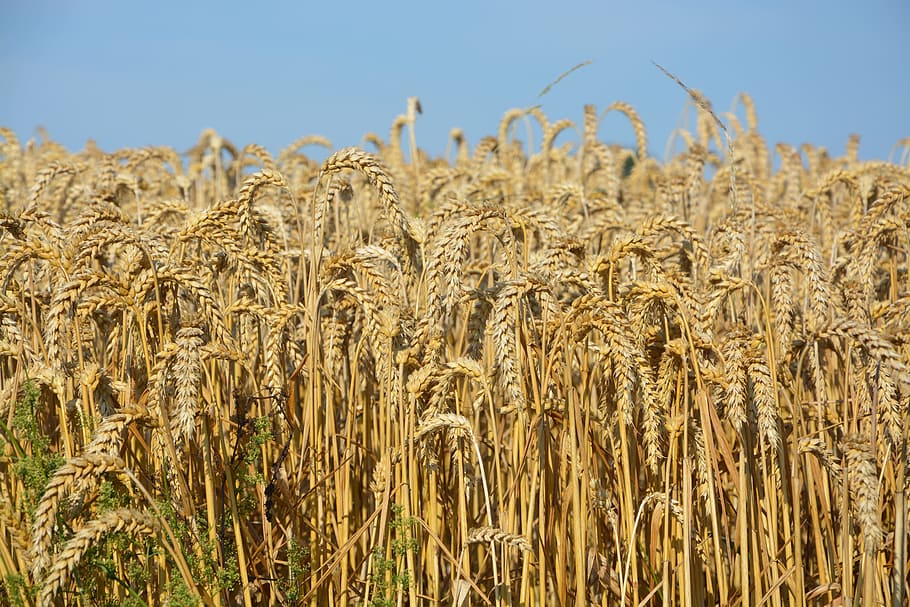 wheats, wheat fields, cereals, power, feed, fields, epi, agriculture, cultures, summer