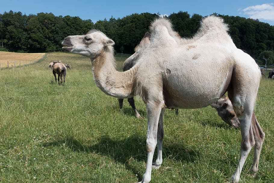 camel, grass field, Camelus Bactrianus, paarhufer, mammal, animal, hump, pasture, upper bavaria, livestock
