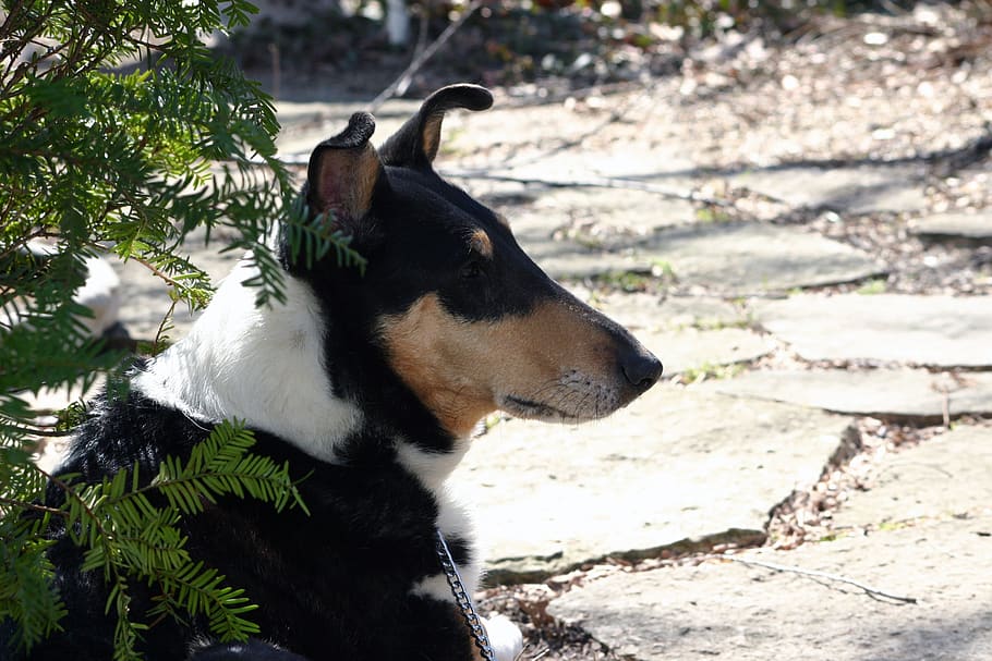 dog, pet, canine, smooth, collie, black, white, tan, tri-color, patio