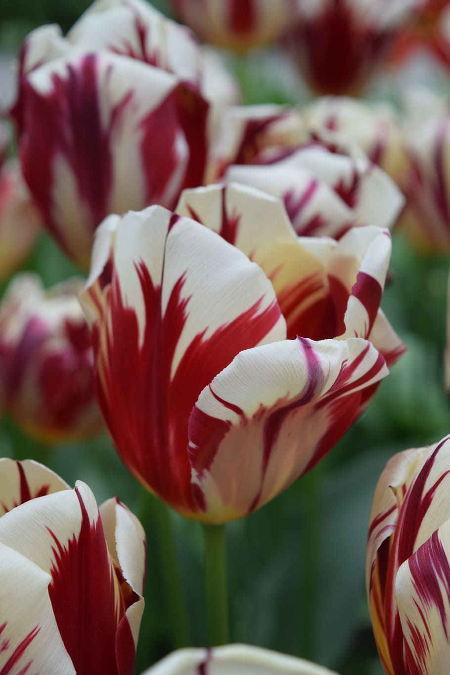 Tulip, Tulips, Flowers, White, red, holland, amsterdam, keukenhof, bloom, spring