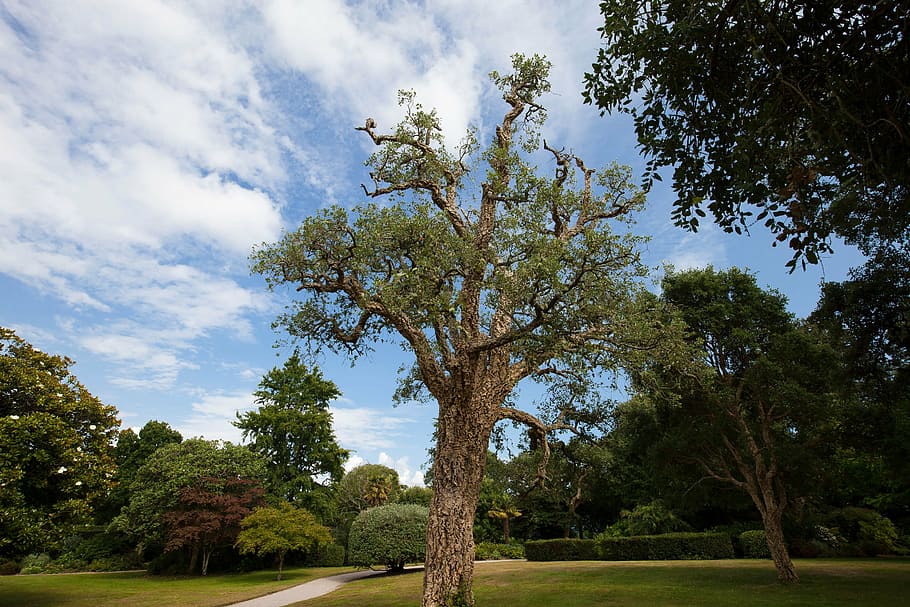 cork oak, quercus suber, evergreen broadleaf, park, trees, meadow, solitaire, sky, clouds, blue