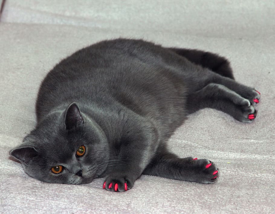 preto, gato, cinza, têxtil, gato preto, gato britânico, gato cinza, gato gordo, manicure para gatos, esmalte rosa