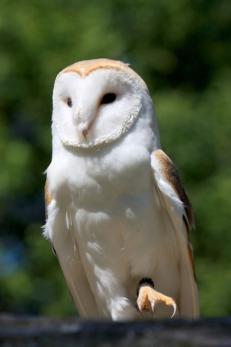 White Beige Owl Barn Own Bird Close Up Details Feathers