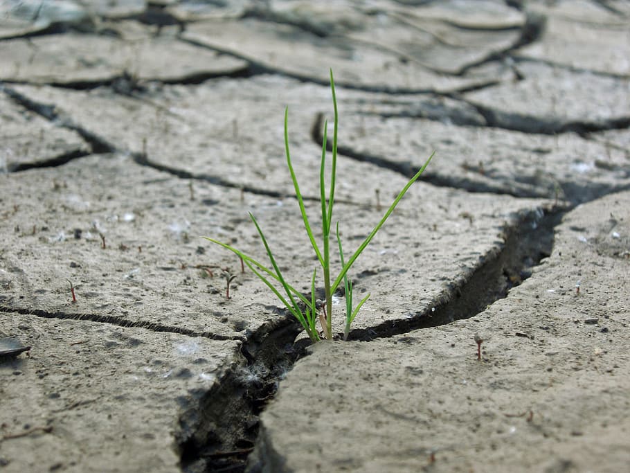 green, dried, soil, Grass, Plaice, Dry, Drought, cracks, field, dehydrated