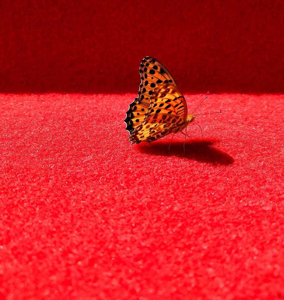 butterfly, hangzhou, national day, the red carpet, spot, pattern, insect, red, animal wildlife, animal themes