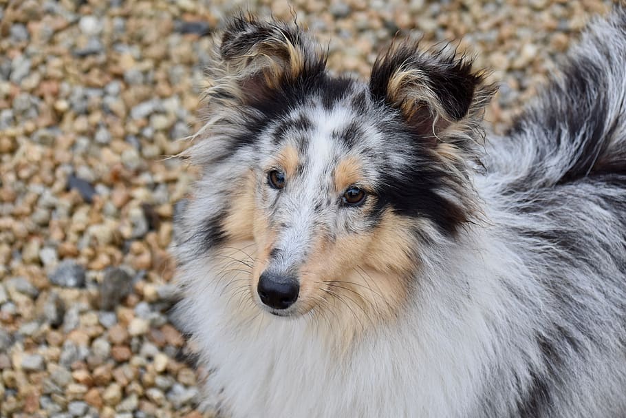 dog, shetland sheepdog, pup, dog breed, princess bitch-blue, animal, bitch shetland sheepdog, dog portrait, snout, color blue merle