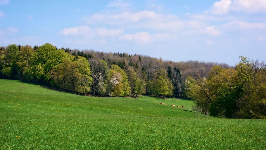 forest, nature, meadow, pasture, landscape, spring, bavaria, green, sky, clouds