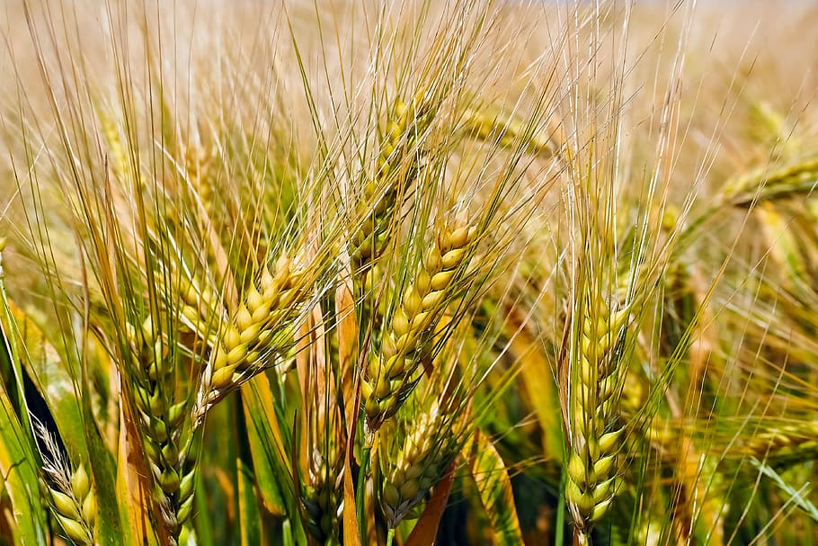 trigo en flor, grano, maizal, campo, cereales, trigo, agricultura, naturaleza, campo de trigo, espiga