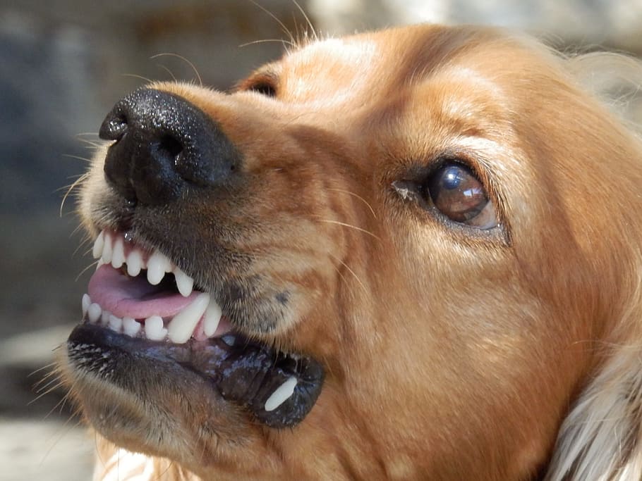 close, brown, short, coated, dog, face, close up, angry dog, aggressive, snappy