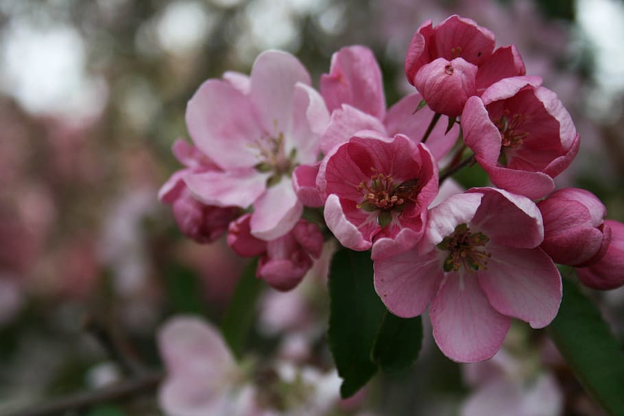 apple, blossoms, nature, flowers, blooming, flora, floral, fruit, orchard, pink