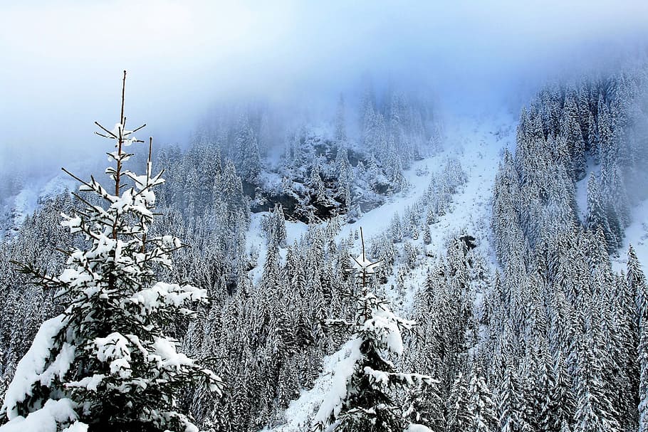 gunung, pohon cemara, pohon yang tertutup salju, hutan, pemandangan, curam, putih, pohon cemara yang tertutup salju, salju segar, mimpi musim dingin