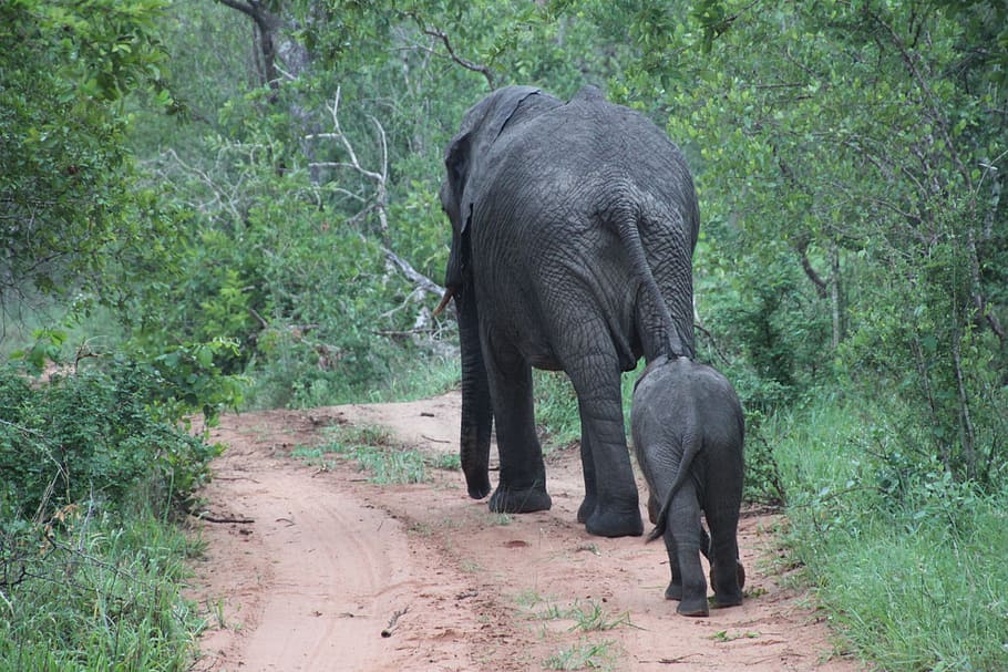 África do Sul, Animais, Natureza, Vida selvagem, elefantes, social, elefante, animal, selvagem, mamífero