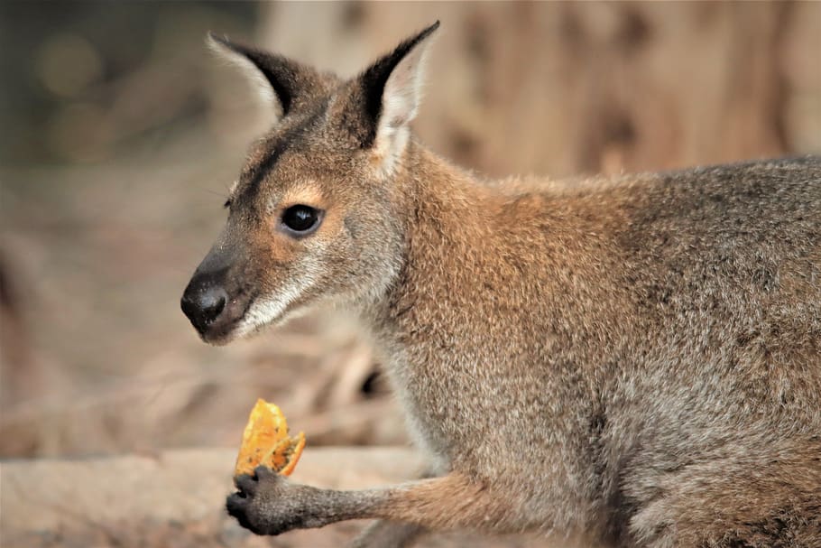 eating, orange, rock wallaby, marsupial, native, adelaide, animal, australia, black, close up