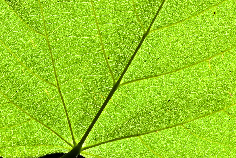 leaf, bottom, linde, nature, light, backlighting, leaf veins, forest, close up, detail
